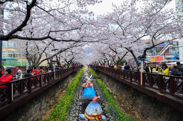 Spring Cherry blossom at Jinhae Yeojwacheon Stream stock photo