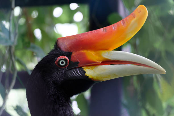 istock Rhinoceros hornbill is perching on the tree 841109630