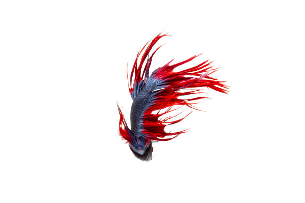 Isolated fancy crowntail betta fish on white background Isolated fancy crowntail betta fish on white background betta crowntail stock pictures, royalty-free photos & images