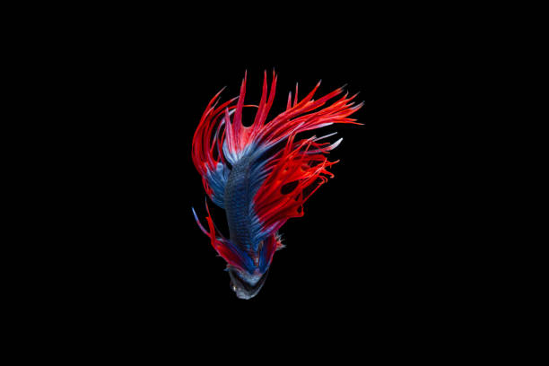 Isolated fancy crowntail betta fish on black background Isolated fancy crowntail betta fish on black background betta crowntail stock pictures, royalty-free photos & images