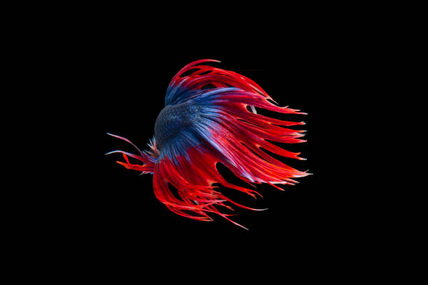 Isolated crowntail betta fish's tail movement on black background Isolated crowntail betta fish's tail movement on black background betta crowntail stock pictures, royalty-free photos & images