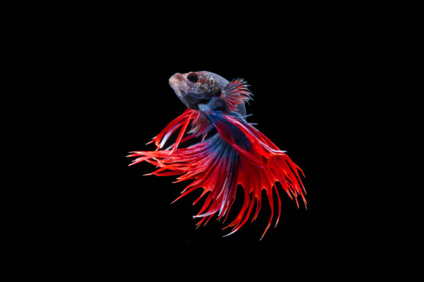 Isolated crowntail betta fish movement on black background Isolated crowntail betta fish movement on black background betta crowntail stock pictures, royalty-free photos & images
