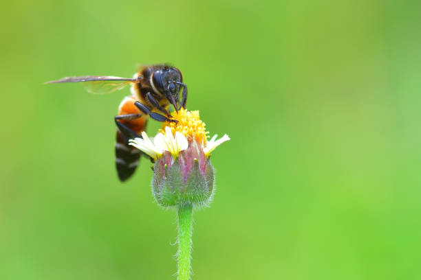 lebah bertengger di bunga yang indah - lebah madu afrikanisasi foto potret stok, foto, & gambar bebas royalti