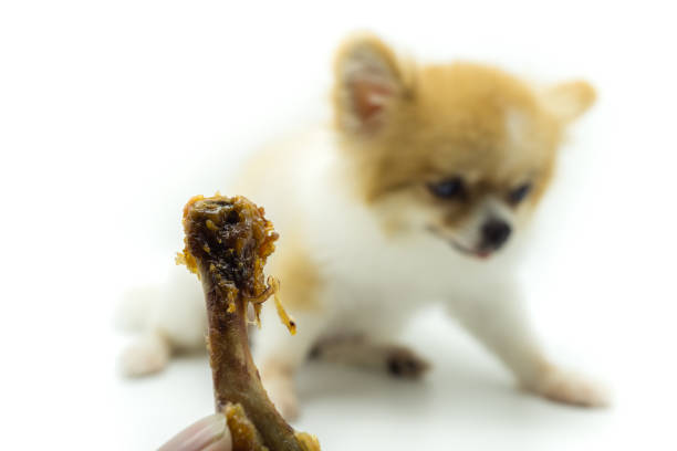 The owner show fried chicken bone to Pomeranian dog  that sitting on white floor. Foods dogs should not eat,  depress, anorexia  and sick dog concepts. stock photo