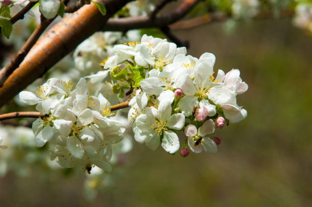 istock apple flowers, The flowers of fruit trees 841111596