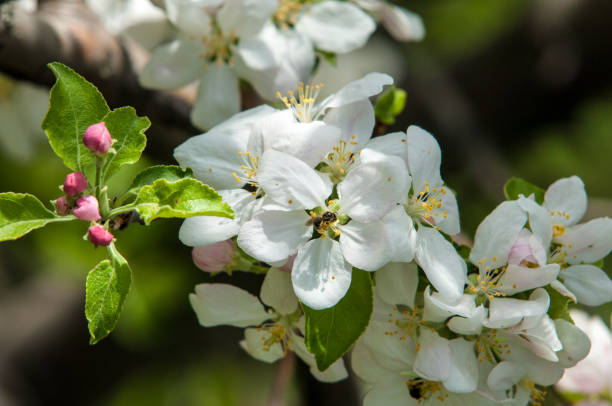istock apple flowers, The flowers of fruit trees 841111606