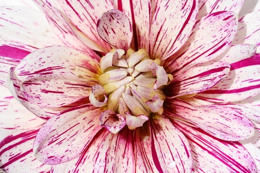 Centre of a red and white dahlia flower