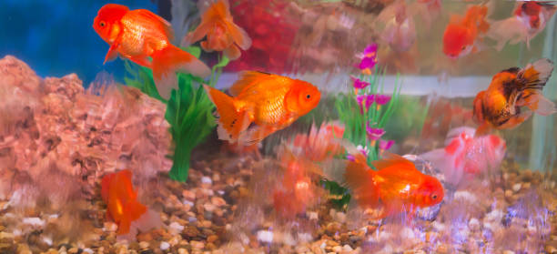 istock Beautiful goldfish ranch in glass cabinet 841122406