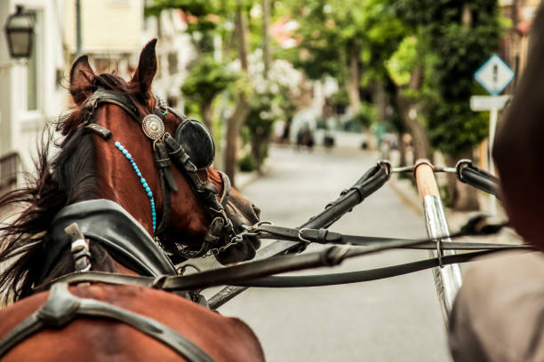 istock Majestic Horse - Horse Carriage 841122428