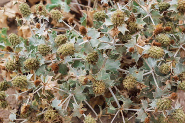 istock Shrub with spiny flowers and leaves. 841122516