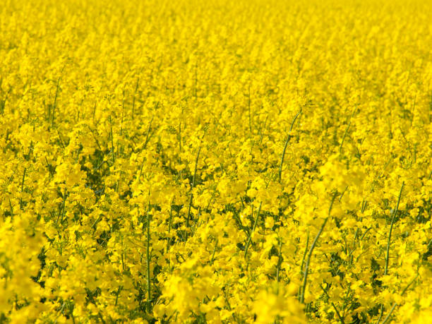 istock Yellow field of rape plant canola 841123024