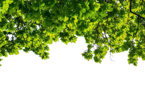 istock Green oak leaves isolated on white background 841123988