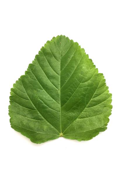 istock green leaves on white background 841140214