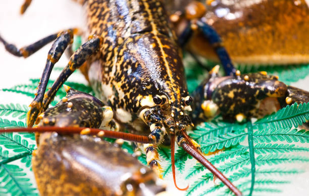 istock Dark lobster with big claws on store counter 841140460