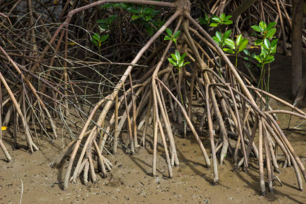 istock mangrove forest in Thailand 841140656