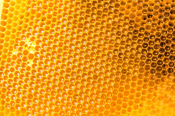 istock bee honey in honeycomb closeup 841140684