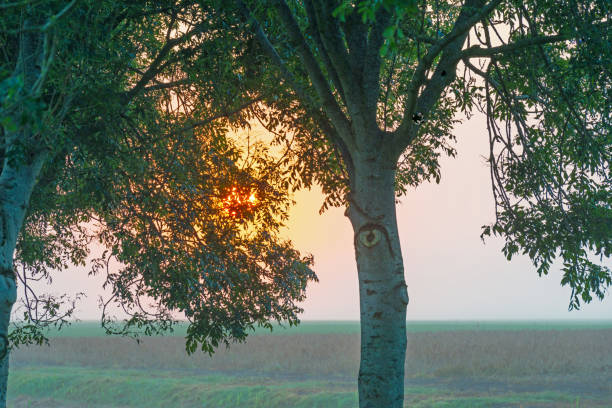 Trees along a field at sunrise in summer