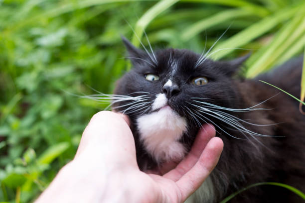 istock A man stroking his beloved black fluffy cat 841141146