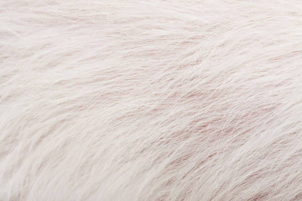istock The texture of white fur 841141232