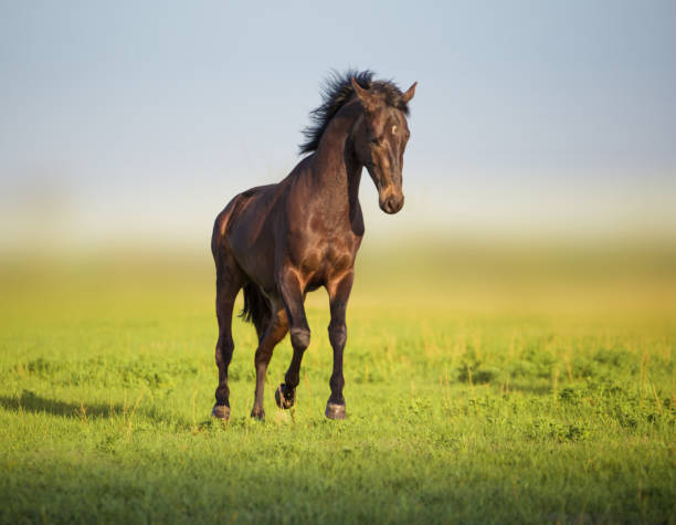 istock Bay horse runs in the green field 841143688
