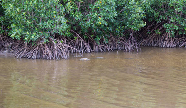 istock mangrove forest in Thailand 841147494