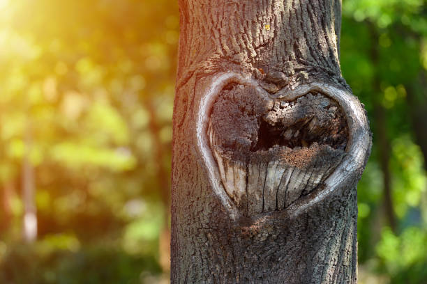 istock Natural heart shape in old rough wood crack tree texture against green vegetation 841148024