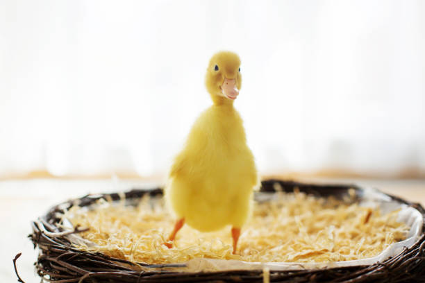 petit canard dans un nid, image isolé - baby animal nest newborn lying down photos et images de collection