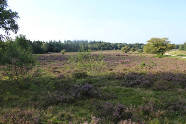 istock Heather landscape, Franse Kampheide in the Netherlands 841148294