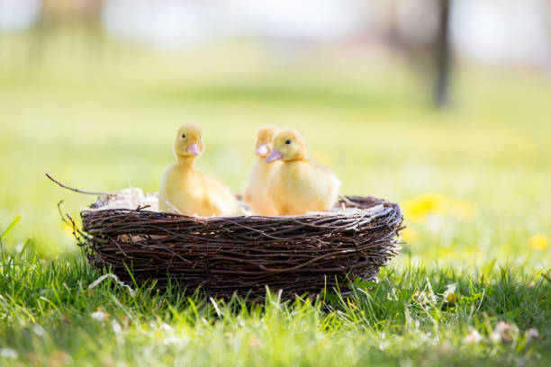 tres patitos poco en un nido de imágenes al aire libre en el parque - baby animal nest newborn lying down fotografías e imágenes de stock