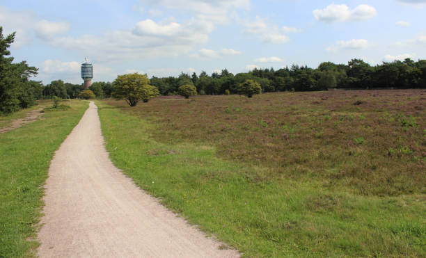 istock Heather landscape, Franse Kampheide in the Netherlands 841150528
