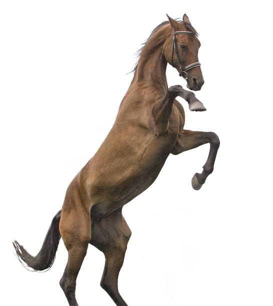 istock Beautiful red horse isolated on white 841151556