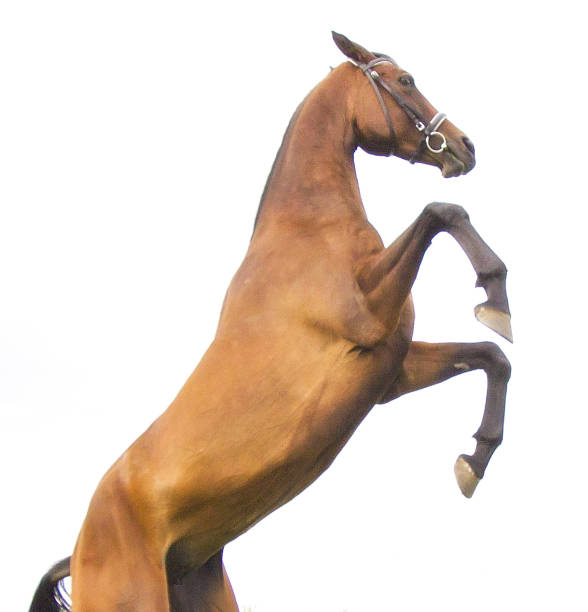 istock Beautiful red horse isolated on white 841151758