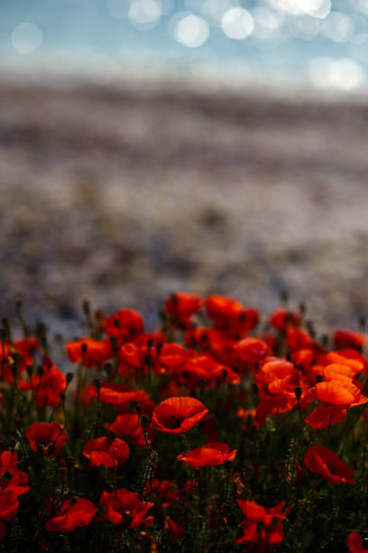 istock beauty in nature, poppies background 841151938