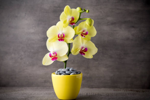 istock Yellow orchid on the grey background. 841152750