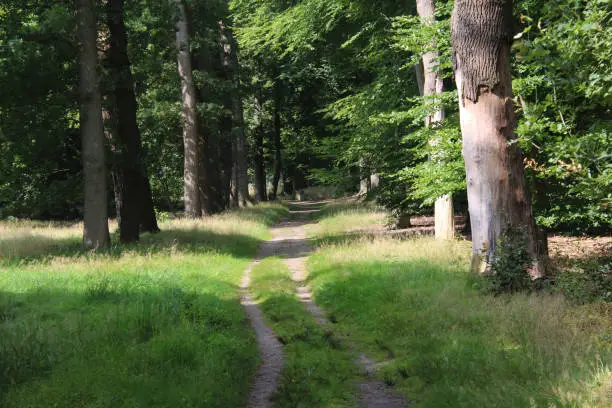 hilverbeek forest in the Netherlands