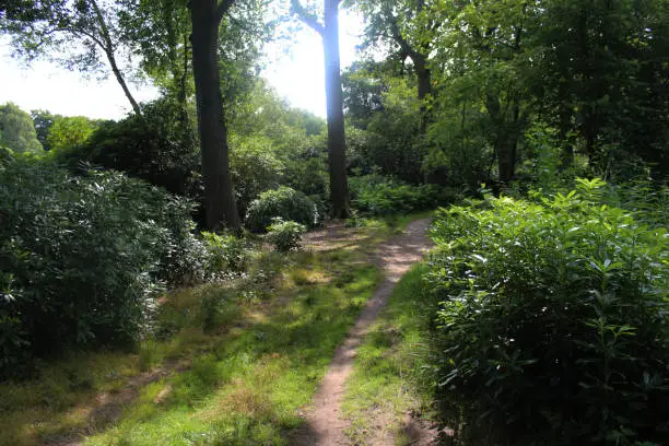 hilverbeek forest in the Netherlands