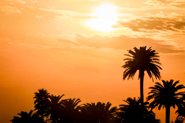 istock Orange summer evening sky with sun and palm trees silhouettes. 841155286