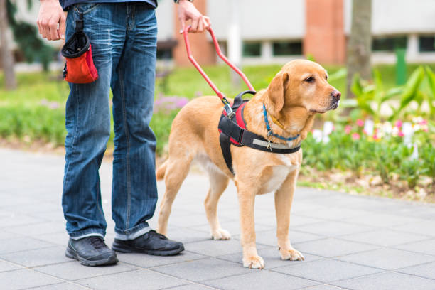 perro guía es ayudar a un ciego - service dog fotografías e imágenes de stock