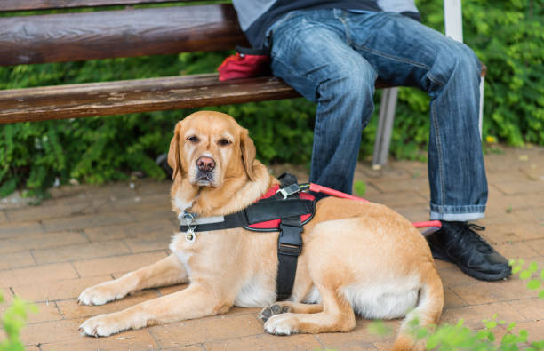 istock Guide Labrador dog is relaxing with owner 841155732