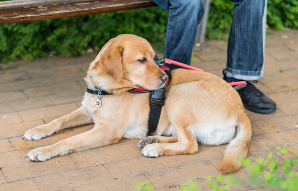 istock Guide Labrador dog is relaxing with owner 841155754