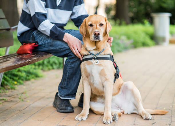 istock Guide Labrador dog is relaxing with owner 841155796