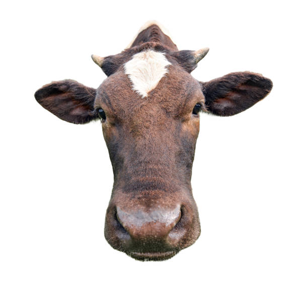 istock Funny cute spotted cow isolated on white. 841156452