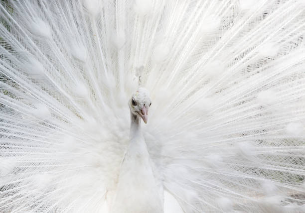 istock Close-up of beautiful white peacock with feathers out 841157194