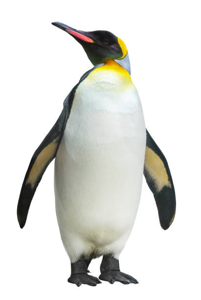 Emperor penguin. isolated on white background Emperor penguin. isolated on white background antarctica penguin bird animal stock pictures, royalty-free photos & images