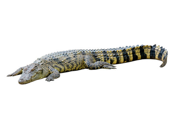 istock Salt water crocodile isolated on a white background with shadow. 841159206