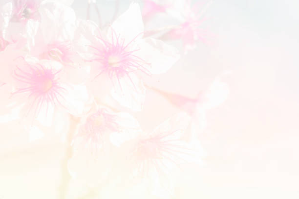 Close-up  soft focus Sakura flower or Cherry blossom