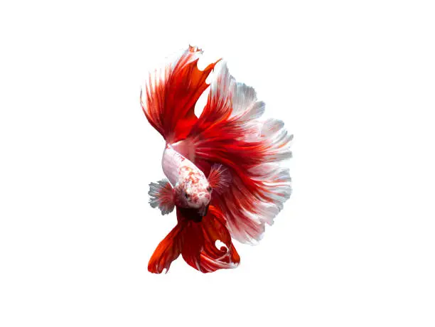 Photo of Siamese fighting fish,betta fish