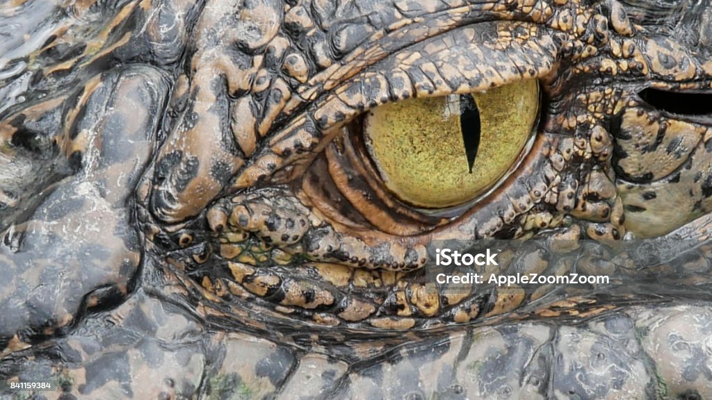 Close up crocodie eye Alligator Stock Photo