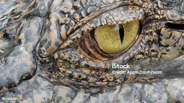 Close Up Crocodie Eye Stock Photo - Download Image Now - Alligator, Eye, Crocodile