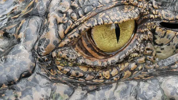 Photo of Close up crocodie eye